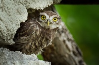 Sycek obecny - Athene noctua - Little Owl 9886
